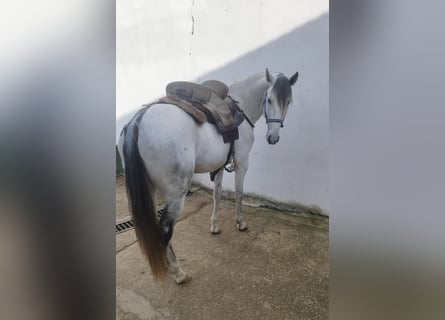 Lusitano, Hengst, 4 Jaar, 158 cm, Schimmel