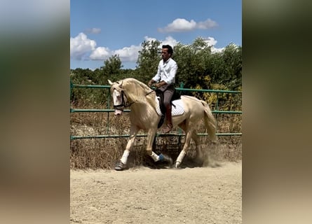 Lusitano Mix, Hengst, 4 Jaar, 160 cm, Cremello