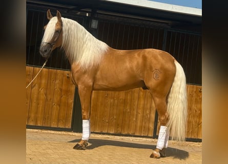 Lusitano, Hengst, 4 Jaar, 160 cm, Palomino
