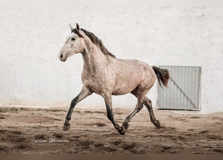 Lusitano, Hengst, 4 Jaar, 160 cm, Schimmel