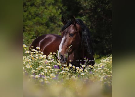 Lusitano, Hengst, 4 Jaar, 161 cm, Donkerbruin