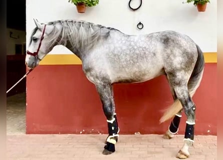 Lusitano, Hengst, 4 Jaar, 161 cm, Schimmel