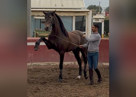 Lusitano, Hengst, 4 Jaar, 162 cm, Appelschimmel