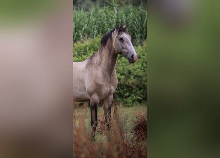 Lusitano, Hengst, 4 Jaar, 162 cm, Brown Falb schimmel