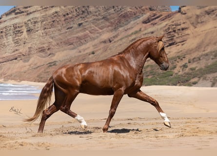 Lusitano, Hengst, 4 Jaar, 162 cm, Vos