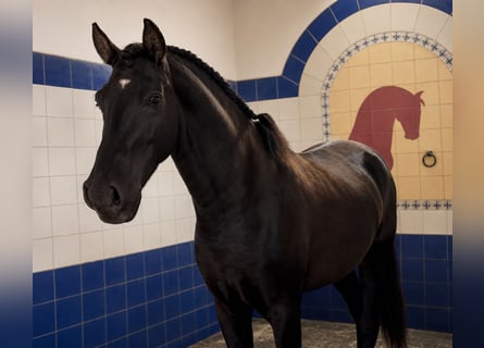 Lusitano, Hengst, 4 Jaar, 162 cm, Zwart