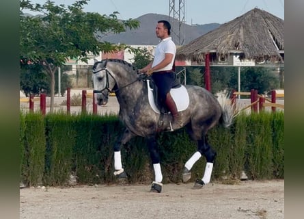 Lusitano, Hengst, 4 Jaar, 163 cm, Appelschimmel