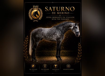 Lusitano, Hengst, 4 Jaar, 163 cm, Appelschimmel