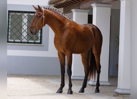 Lusitano, Hengst, 4 Jaar, 163 cm, Bruin