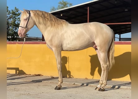 Lusitano, Hengst, 4 Jaar, 163 cm, Cremello