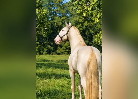 Lusitano, Hengst, 4 Jaar, 163 cm, Perlino