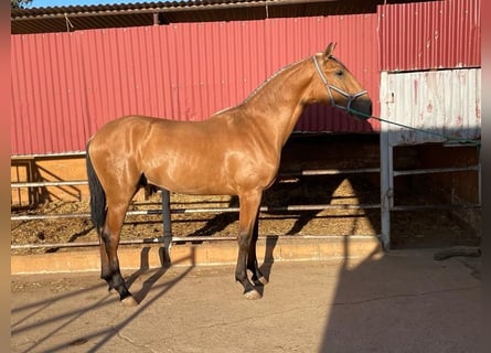 Lusitano, Hengst, 4 Jaar, 163 cm, Roodbruin