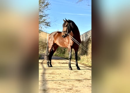 Lusitano, Hengst, 4 Jaar, 164 cm, Bruin