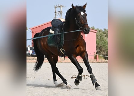 Lusitano, Hengst, 4 Jaar, 165 cm, Bruin