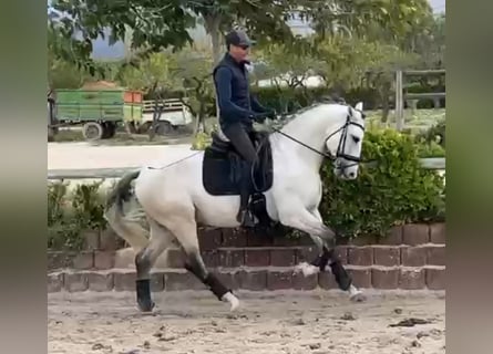 Lusitano, Hengst, 4 Jaar, 165 cm, Schimmel
