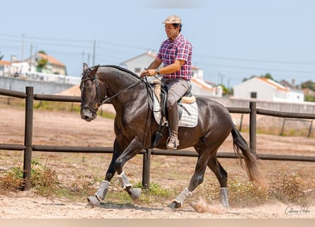 Lusitano, Hengst, 5 Jaar, 159 cm, Schimmel