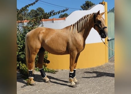 Lusitano, Hengst, 5 Jaar, 160 cm, Palomino