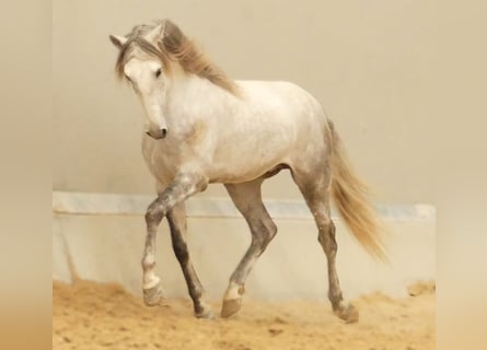 Lusitano Mix, Hengst, 5 Jaar, 160 cm, Schimmel