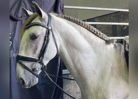 Lusitano Mix, Hengst, 5 Jaar, 160 cm, Schimmel