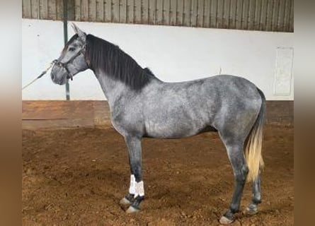 Lusitano Mix, Hengst, 5 Jaar, 160 cm, Schimmel