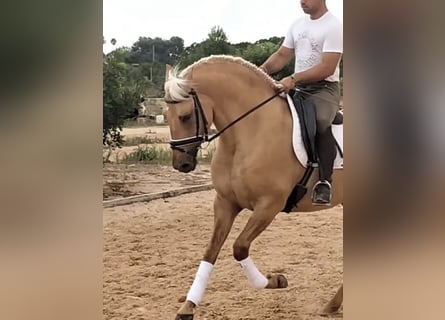 Lusitano, Hengst, 5 Jaar, 162 cm, Palomino