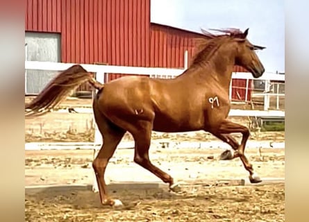 Lusitano, Hengst, 5 Jaar, 163 cm, Vos