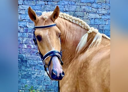 Lusitano, Hengst, 5 Jaar, 164 cm, Palomino