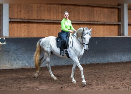 Lusitano, Hengst, 5 Jaar, 168 cm, Schimmel