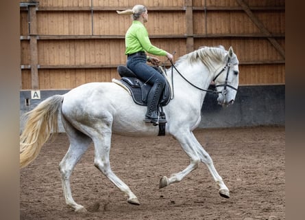 Lusitano, Hengst, 5 Jaar, 168 cm, Schimmel