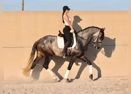 Lusitano, Hengst, 5 Jaar, 168 cm, Schimmel