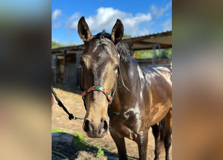 Lusitano, Hengst, 6 Jaar, 155 cm, Buckskin