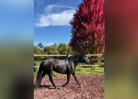 Lusitano, Hengst, 6 Jaar, 158 cm, Zwartbruin
