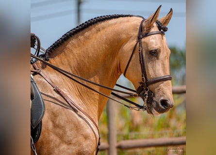 Lusitano, Hengst, 6 Jaar, 172 cm, Falbe