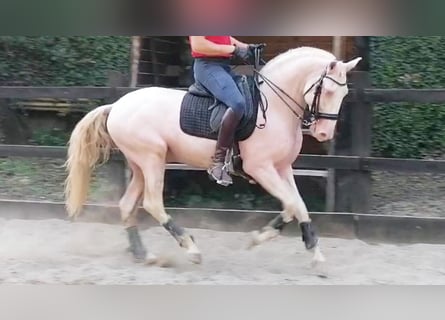 Lusitano, Hengst, 7 Jaar, 160 cm, Perlino