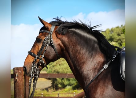 Lusitano, Hengst, 7 Jaar, 165 cm, Donkerbruin