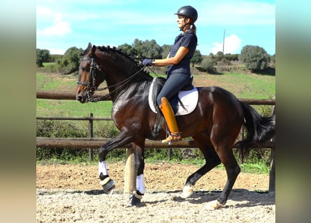 Lusitano, Hengst, 7 Jaar, 165 cm, Donkerbruin