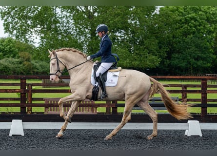 Lusitano Mix, Hengst, 7 Jaar, 175 cm, Perlino