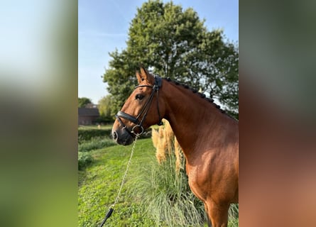 Lusitano, Hengst, 8 Jaar, 164 cm, Bruin