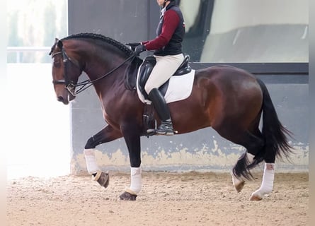 Lusitano, Hengst, 8 Jaar, 164 cm, Bruin