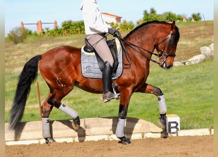 Lusitano, Hengst, 9 Jaar, 159 cm, Bruin