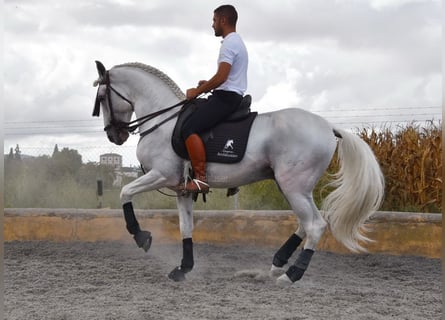 Lusitano, Hengst, 9 Jaar, 163 cm, Schimmel