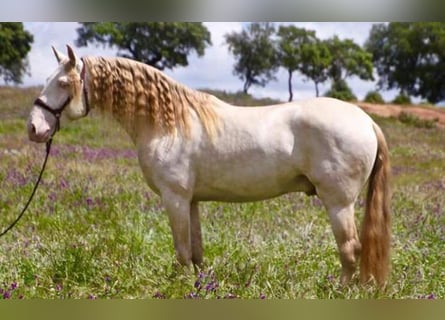 Lusitano, Hengst, 9 Jaar, 167 cm