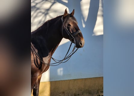 Lusitano, Hengst, 9 Jaar, 170 cm, Buckskin