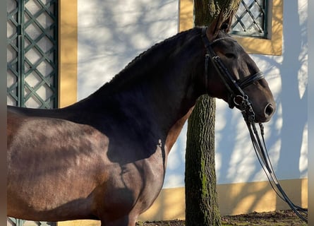 Lusitano, Hengst, 9 Jaar, 170 cm, Buckskin