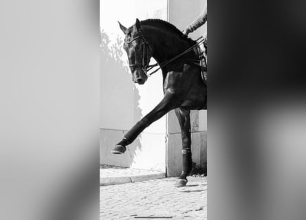 Lusitano, Hengst, 9 Jaar, 170 cm, Buckskin