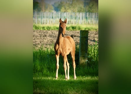 Lusitano, Hengst, veulen (02/2024), 163 cm, Bruin