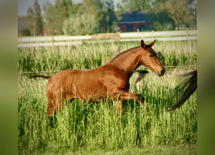 Lusitano, Hengst, veulen (03/2024), 165 cm, Brauner