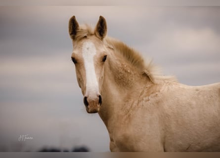 Lusitano, Hengst, veulen (04/2024), 165 cm, Palomino