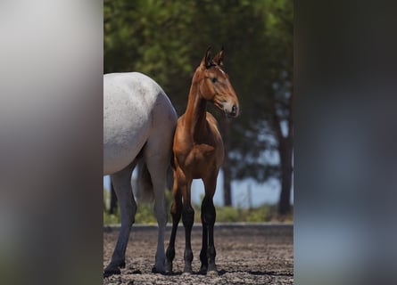 Lusitano, Hengst, veulen (01/2024), Bruin