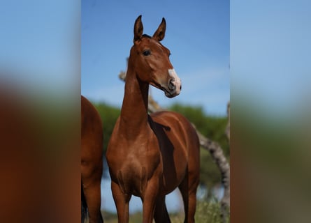 Lusitano, Hengst, veulen (01/2024), Roodbruin